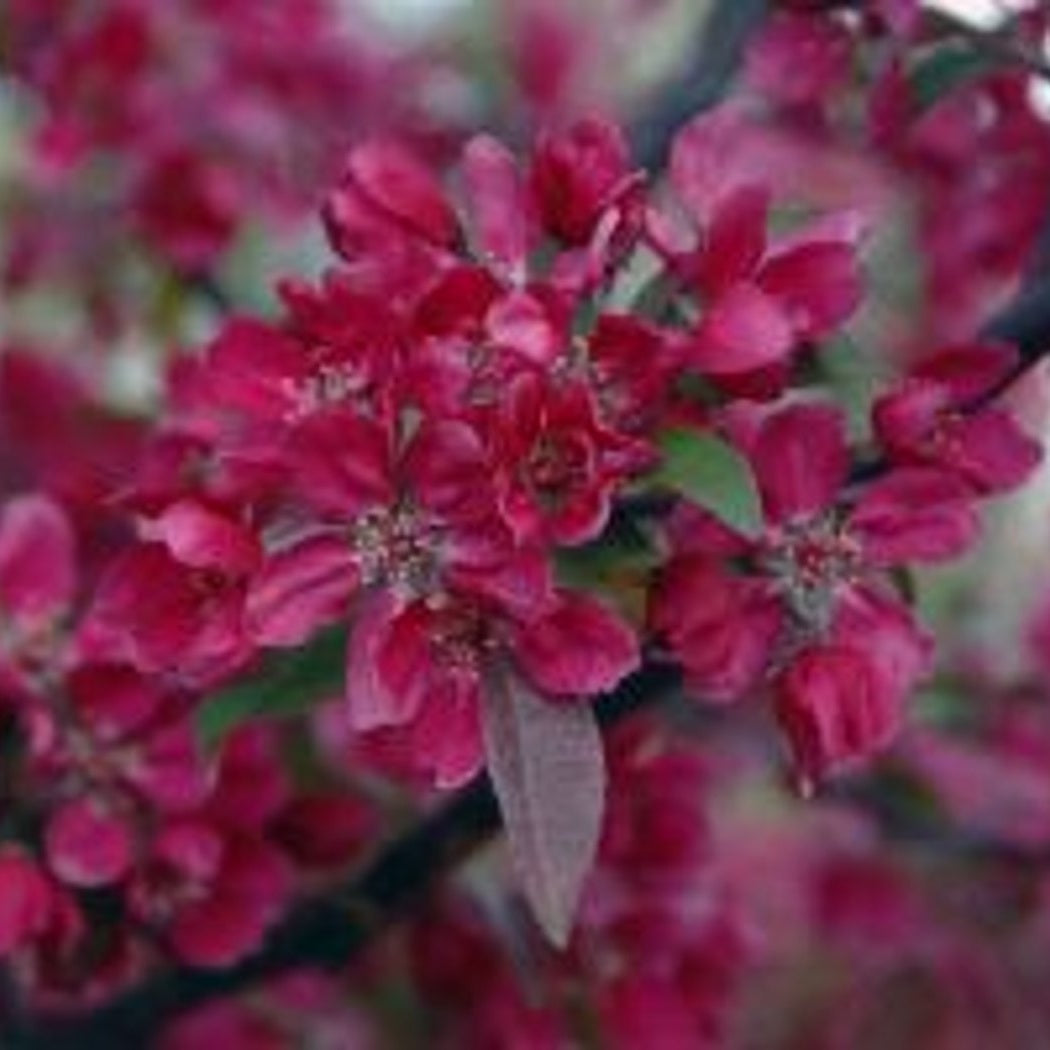 Äpple – Malus 'Directeur Moerlands' - 150 CM Stem C10 - 2yr Crown